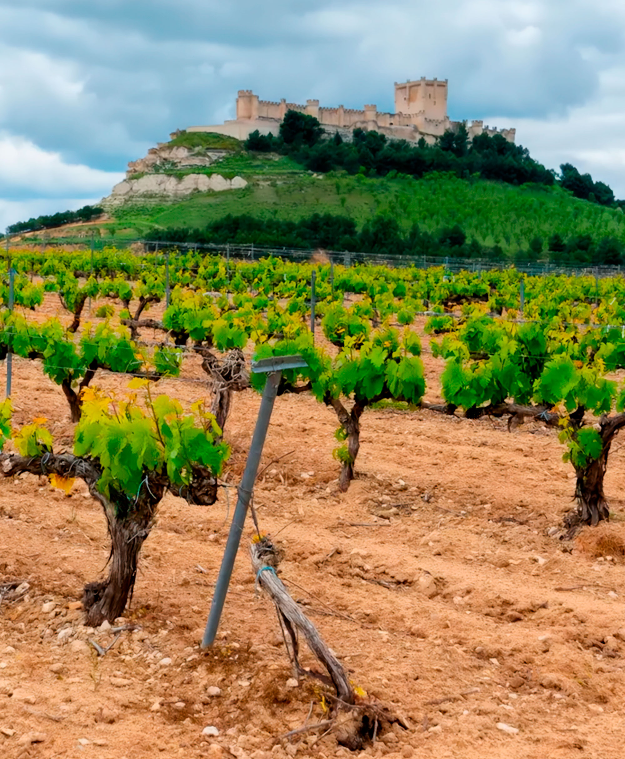 Bodegas Hermanas
